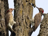 0J6A2169Northern_Flickers