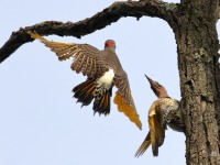 0J6A2182Northern_Flicker_Fight