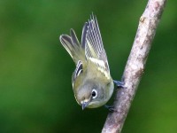 0J6A2252Blue-Headed_Vireo