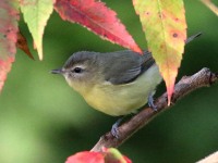 0J6A2255Philadelphia_Vireo