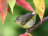 0J6A2267Philadelphia_Vireo