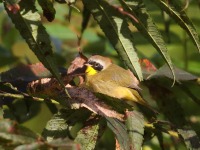 0J6A2274Common_Yellowthroat