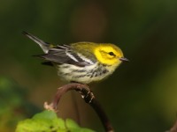 0J6A2288Black-throated_Green_Warbler