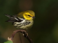 0J6A2290Black-throated_Green_Warbler