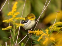 0J6A2325Black-throated_Green_Warbler