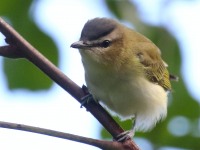 0J6A2337Red-eyed_Vireo
