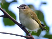 0J6A2339Red-eyed_Vireo