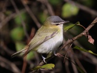 0J6A2362Red-eyed_Vireo