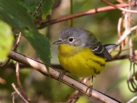 0J6A2366Magnolia_Warbler