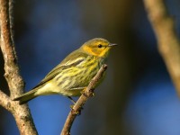 0J6A2400Cape_May_Warbler