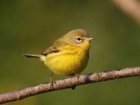 0J6A2420Prairie_Warbler