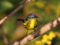 0J6A2426Magnolia_Warbler