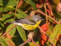 0J6A2438Magnolia_Warbler