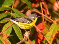 0J6A2441Magnolia_Warbler