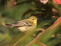 0J6A2451Bay-breasted_Warbler