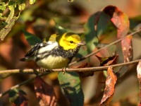 0J6A2475Black-throated_Green_Warbler