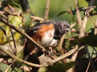 0J6A2482Eastern_Towhee