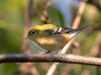 0J6A2514Bay-breasted_Warbler