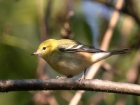 0J6A2518Bay-breasted_Warbler