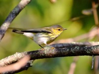 0J6A2525Cape_May_Warbler