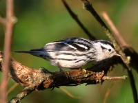 0J6A2550Black-and-white_Warbler