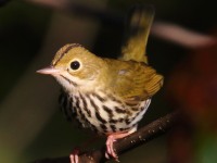 0J6A2570Ovenbird