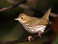 0J6A2574Ovenbird