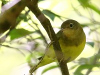 0J6A2609Connecticut_Warbler