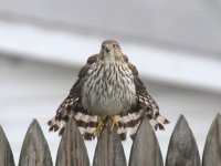 0J6A2648Cooper_Hawk