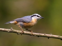 0J6A2694Red-breasted_Nuthatch