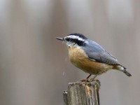 0J6A2734Red-breasted_Nuthatch