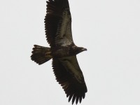 0J6A2755Immature_Bald_Eagle