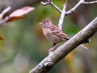 0J6A2775Field_Sparrow