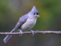 0J6A2828Tufted_Titmouse