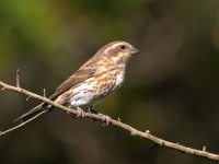 0J6A2853Purple_Finch