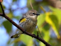 0J6A2908Yellow-rumped_Warbler