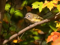 0J6A2922Blue-headed_Vireo