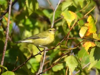 0J6A2952Tennessee_Warbler