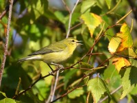 0J6A2956Tennessee_warbler