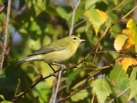 0J6A2958Tennessee_Warbler