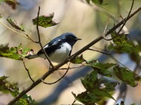 0J6A3024Black-throated_Blue_Warbler