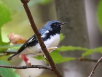 0J6A3076Black-throated_Blue_Warbler