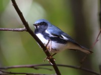 0J6A3086Black-throated_Blue_Warbler