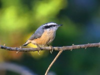 0J6A3113Red-breasted_Nuthatch