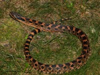 819A0435Hognose_Snake