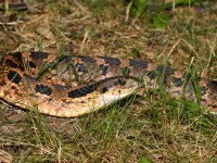 819A0440Hognose