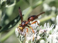 819A0641Wasp