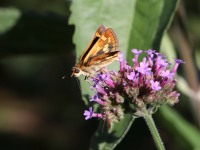 819A0662Skipper