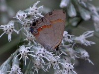 819A0669Red-banded_Hairstreak