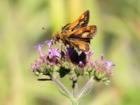 819A0684Skipper